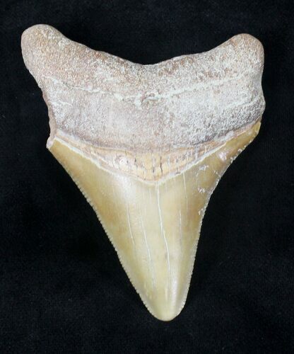 Bargain Bone Valley Megalodon Tooth #20671